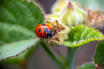 ladybird on a wildflower leaf