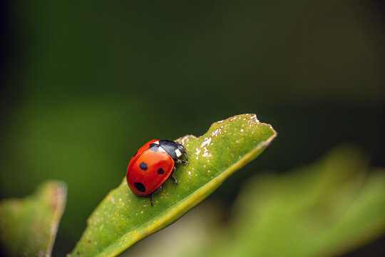 ladybug on leaf side view