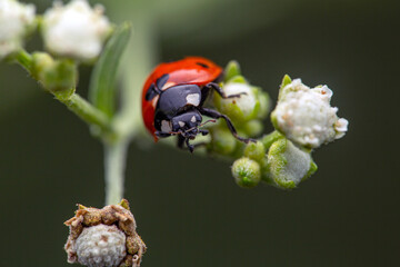 ladybird on blossoms