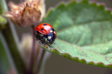 Close Up of Ladybug on a leaf