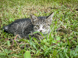 A kitten with striking eyes lying in lush green grass in a calm outdoor setting. Cute tabby kitten crouched in the grass, preparing to pounce or explore. Kitten with bright eyes. 