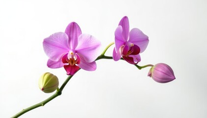 Obraz premium Single stem of exotic orchid isolated on white background, nature, closeup, leaf