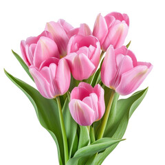 Fototapeta premium Pink Tulip Bouquet on transparent background