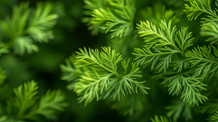 Fototapeta premium Close up of vibrant green dill plant foliage with a soft focus background in natural light setting.