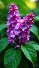 Vibrant purple lilac blossoms, lush green leaves , outdoor, wildlife, macro