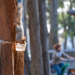 A square photo of a molting red squirrel drinking water upside down from a makeshift drinking bowl tied to a tree trunk, with a woman riding a bicycle in the background.