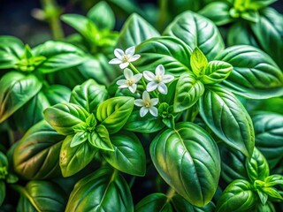 Vibrant basil photography showcases delicious green leaves and pristine white blossoms.