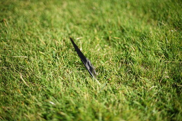 Obraz premium A feather on grass