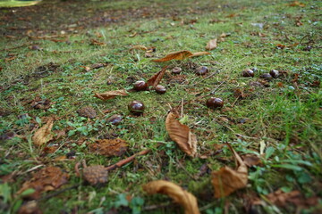 chestnut in the forest