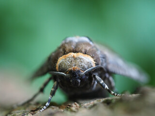 Head of a moth