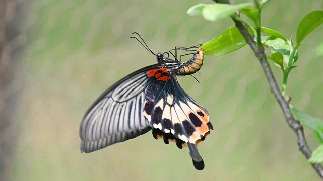 The Great Mormon Butterfly Diligently Laying Eggs to Sustain Life