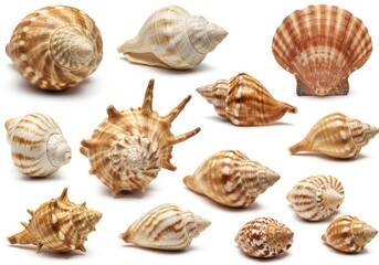 Various seashells arranged on a white surface showing different shapes and patterns of the shells