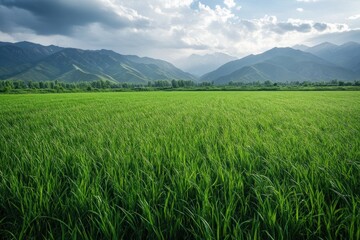 Fototapeta premium A beautiful landscape featuring mountains and a lush green field