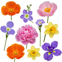 Assortment of Colorful Flowers Poppies, Peonies, Daffodils, and Iris