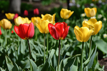 Obraz premium Red Tulip in Field of Yellow Tulips