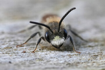 Facial closeup on a male Red bellied miner mining bee, Andrena ventralis with typical white clypeus