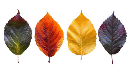 Four colorful leaves PNG autumn foliage PNG vibrant leaves PNG seasonal decor PNG nature-inspired PNG botanical design PNG transparent background