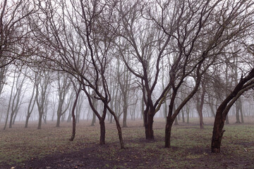 Foggy morning in the park, silhouettes of trees