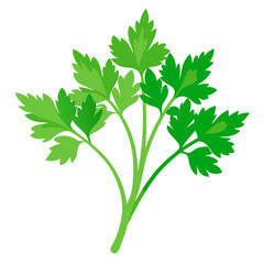 Naklejka premium fresh parsley isolated on white