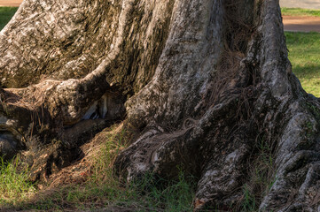Norfolk Pine Tree Trunk with Green Moss in Honolulu Hawaii.