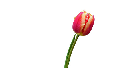 Obraz premium A Delicate Tulip Flower, Isolated to Emphasize Its Unique Characteristics and Simple Beauty