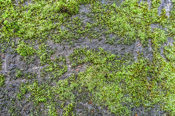 Detail of springy turf moss (Rhytidiadelphus squarrosus) growing on an old concrete wall