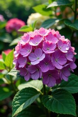 Fototapeta premium Beautiful blooming hydrangea in a garden with colorful flowers and lush greenery, greenhouse, detail, plant