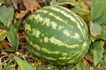 slices of ripe red watermelon at the table