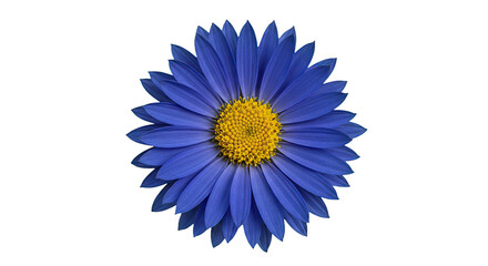 A Single Aster Flower Isolated on a Transparent Background