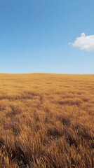 Golden Waves: A Serene Harvest of Wheat Under a Blue Sky