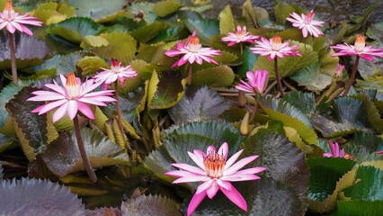 pink lotus flower in water