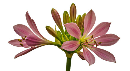 Fototapeta premium A Single, Open Lily of the Nile Flower,