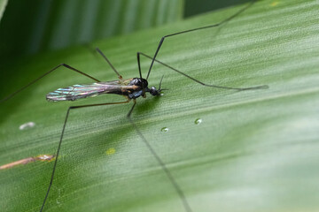 Closeup on a dark colored Limonia or Dicranomyia morio cranefly