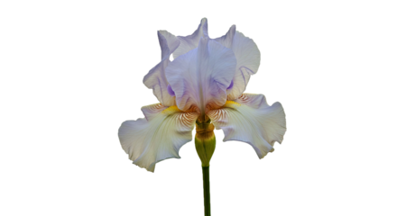 A Soft and Ethereal White Transvaal Iris, Its Silky Petals Gracefully Curving Outward,