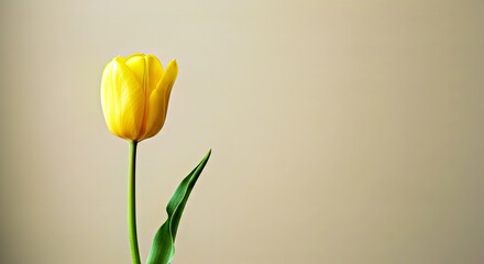 A Solitary Tulip Flower Stands Isolated Against a Clean, Neutral Backdrop