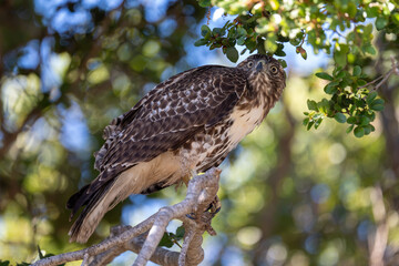 red tailed hawk