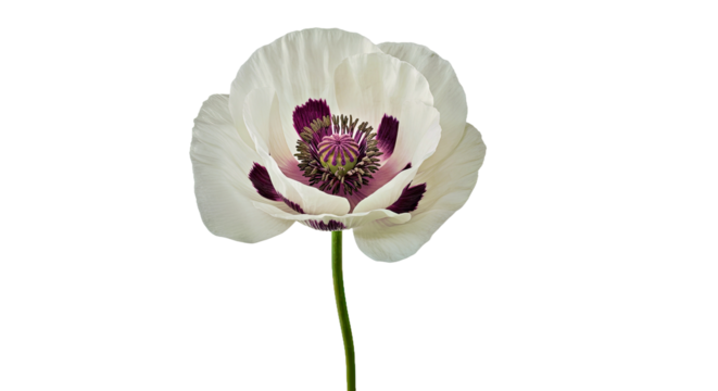 A Striking White Common Poppy, Its Gently Ruffled Petals Unfurling Like Silk