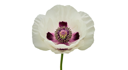 A Striking White Common Poppy, Its Gently Ruffled Petals Unfurling Like Silk