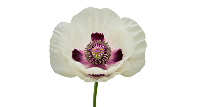 A Striking White Common Poppy, Its Gently Ruffled Petals Unfurling Like Silk