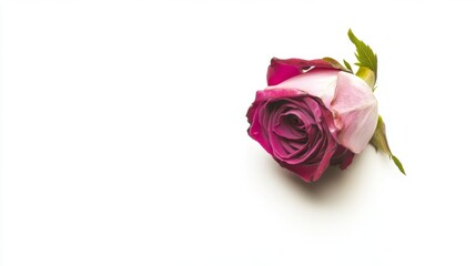Beautiful pink rose with soft petals and green leaves placed on a plain white background during daylight hours, isolated on white background