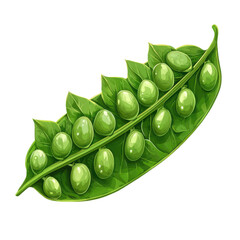 Fresh pea pod PNG green vegetable PNG organic peas PNG healthy food PNG farm produce PNG fresh legumes PNG transparent background