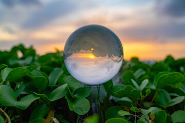 Time lapse Marbles placed on sea purslane. As the sun sets, the green shadows of sea purslane and...