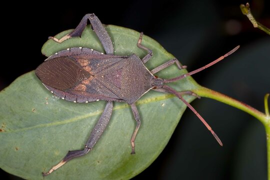 In situ macro of leaf-footed bug - Amorbus genus on native plant