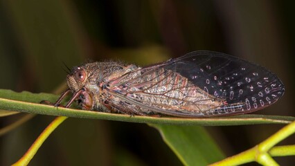Macro of Red Scratcher - side view of native Australian cicada in situ
