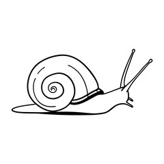 snail coloring-book-illustration contours 