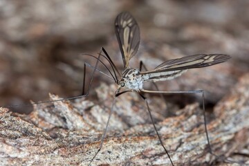 Wild Crane Fly - close-up image of slender long-legged insect