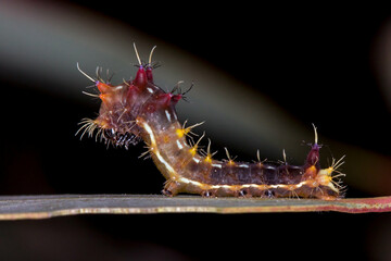 Spiny caterpillar macro - Emperor Gum Moth side view on leaf