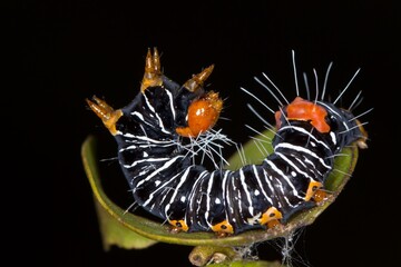 Mistletoe Moth caterpillar - Comocrus behri showing defense position