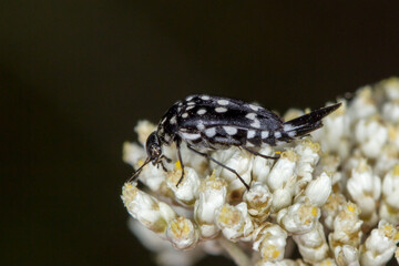 Hoshihananomia dumbrelli on white flower - side profile macro