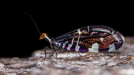 Pied Lacewing (Porismus strigatus) - Delicate Wings in Detail